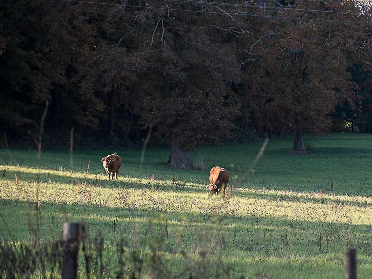 Livre blanc RSE Filière Française Cuir vache