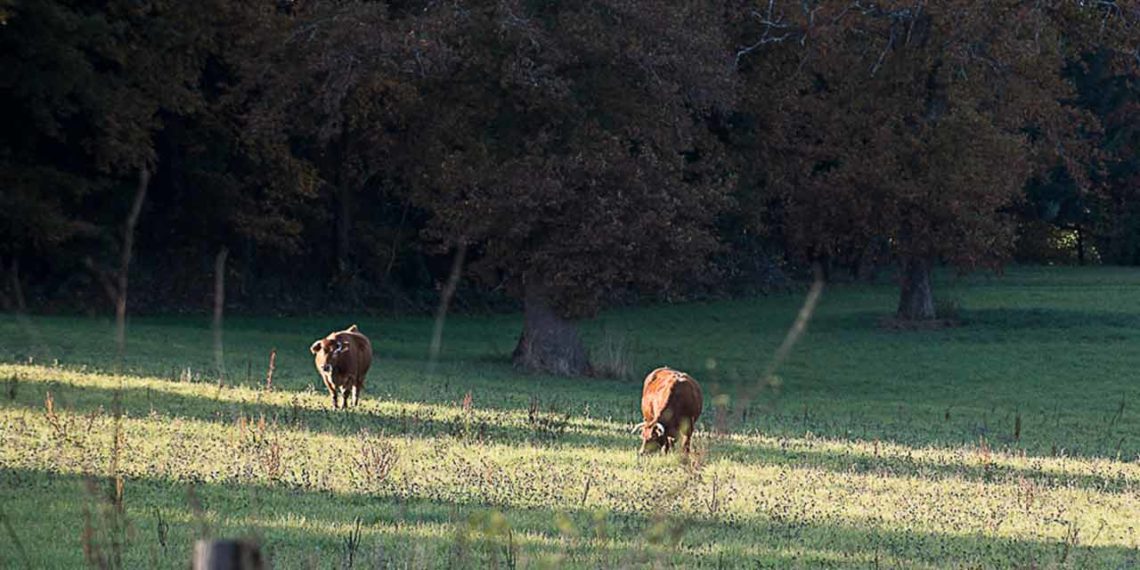 Livre blanc RSE Filière Française Cuir vache