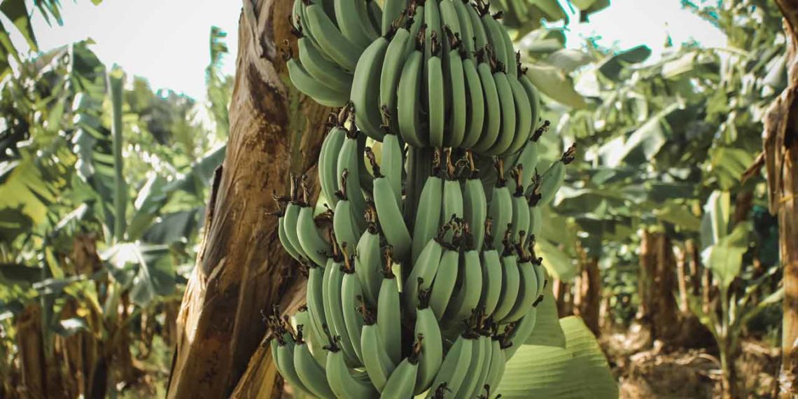 fibre banane Green Whisper textile