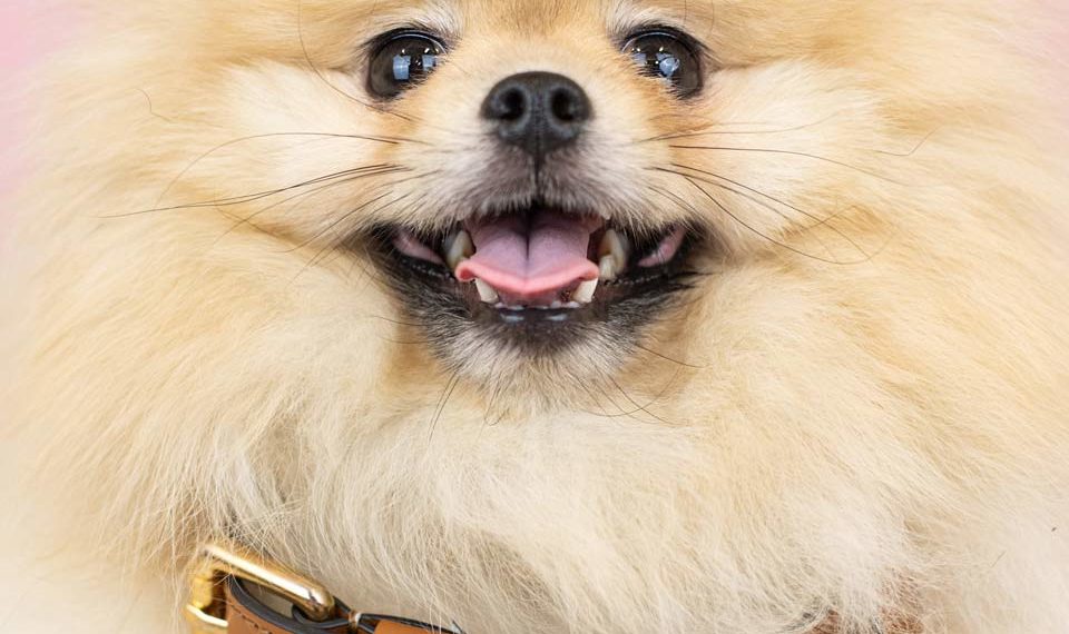 astre collier ledog cognac chien