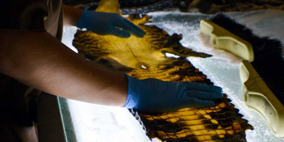 La Patrie se fournit strictement auprès des membres de l’association internationale des éleveurs de crocodiliens implantés en Louisiane, qu’elle visite plusieurs fois par an. L’ICFA fédère une douzaine d’entités qui se sont rapprochées en 2016 afin de satisfaire l’exigence de traçabilité et de qualité, fondée sur le bien-être animal.