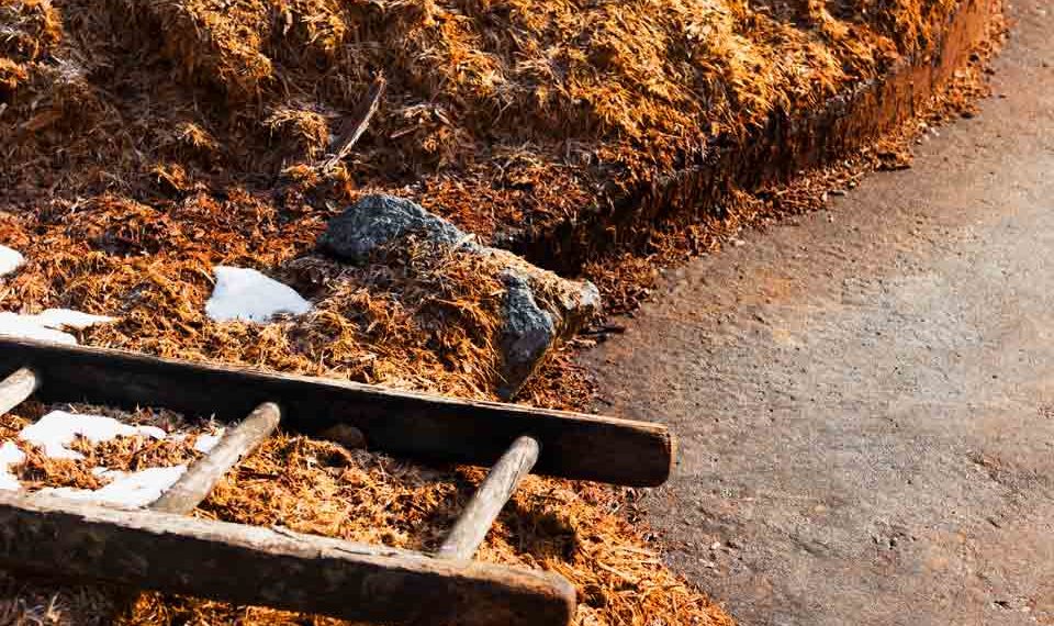 tannerie Bastin tannage vegetal extra lent