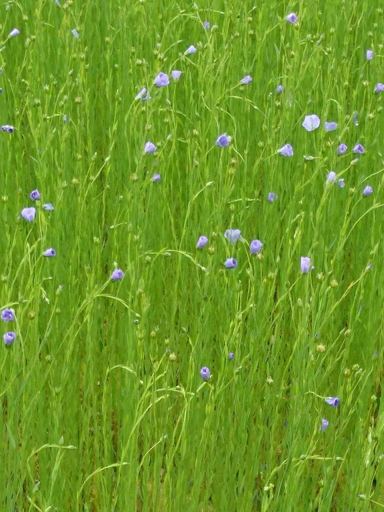 Confédération Européenne du Lin fleur culture Caen Amsterdam