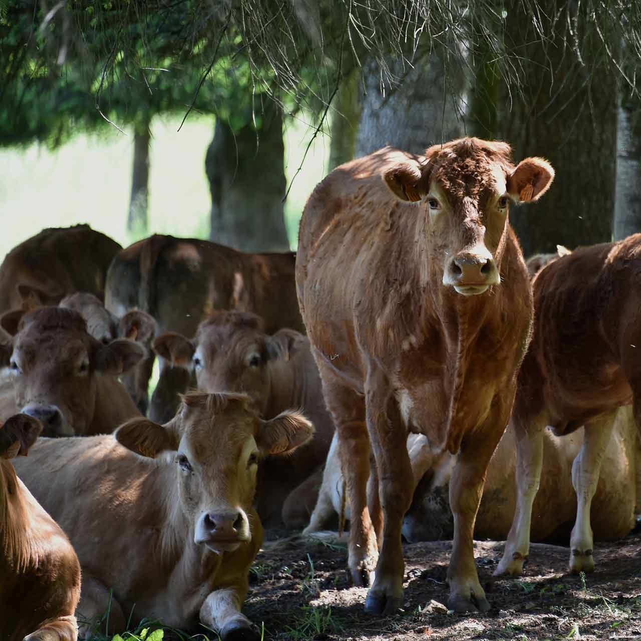Abak'Art élevage vaches Limousine cuir