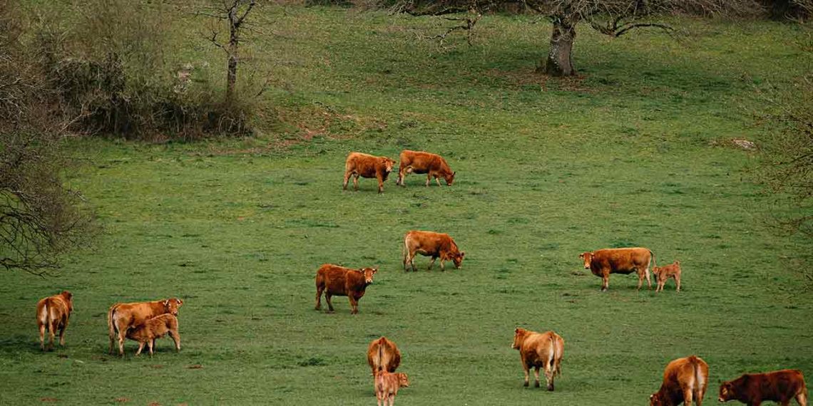 Vaches Limousines TRhéa