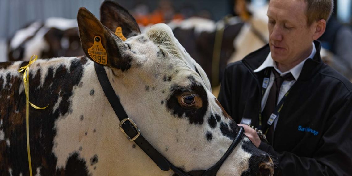 Salon International Agriculture vache filière cuir 2024
