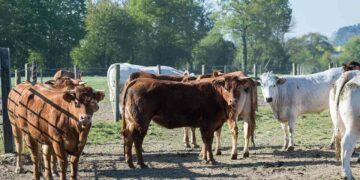 Les génisses restent en moyenne 18 mois à la ferme.