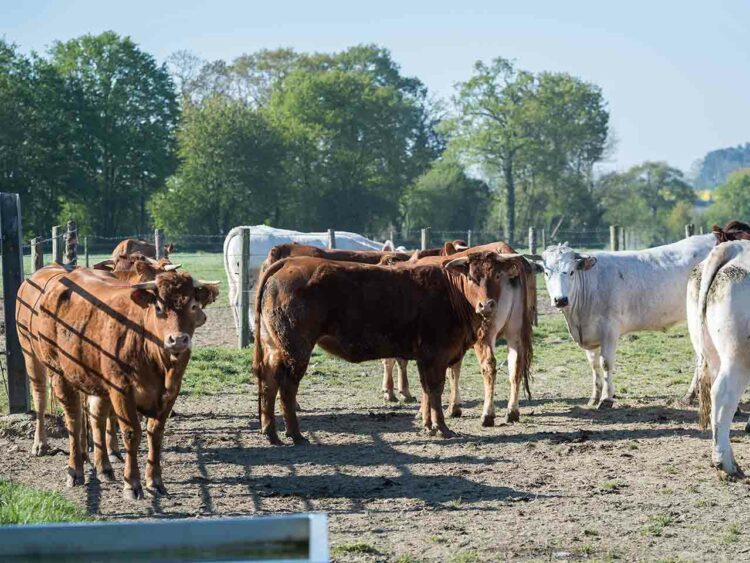 Les génisses restent en moyenne 18 mois à la ferme.