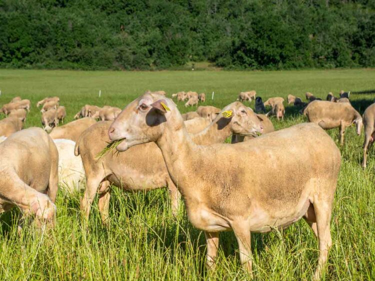 Les brebis Lacaune sont la race la plus représentée dans cheptel ovin français - Photo © Fédération Nationale Ovine.