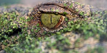 L’élevage de crocodiliens a des bénéfices significatifs sur plusieurs registres.