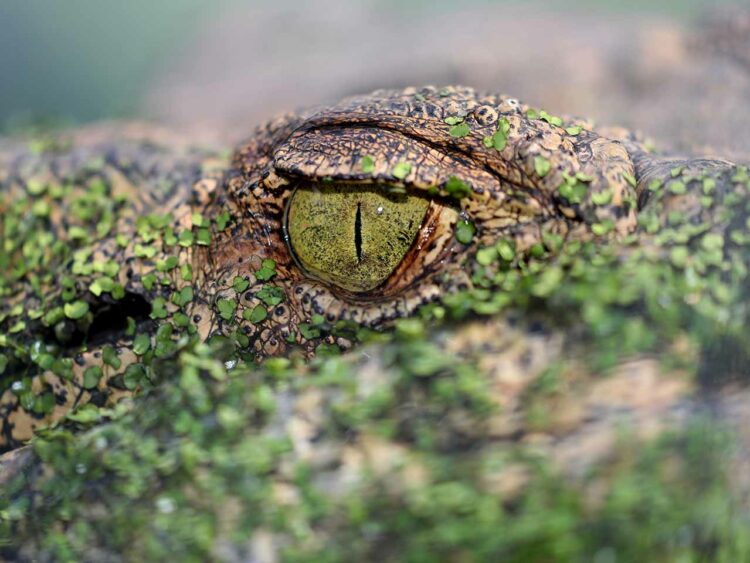 L’élevage de crocodiliens a des bénéfices significatifs sur plusieurs registres.