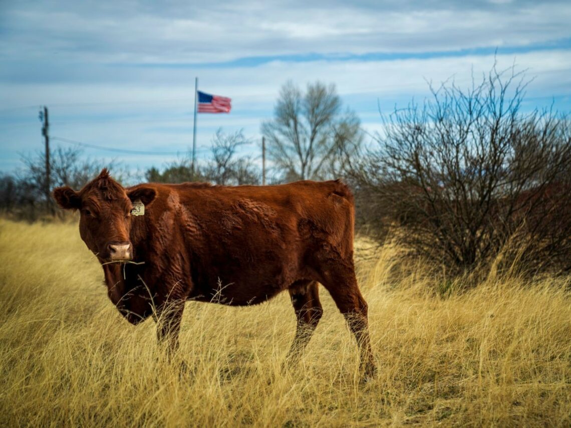 Vache-filière-cuir américaine