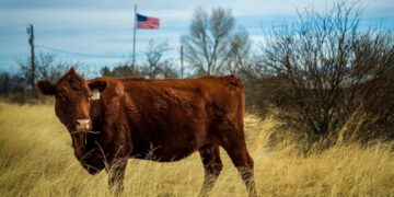Vache-filière-cuir américaine